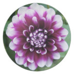 Purple and White Dahlia Dinner Plate