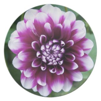 Purple and White Dahlia plate