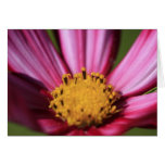 Purple and white greeting cards