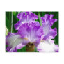 Purple and White Iris Postcard