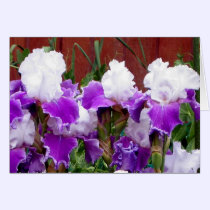 Purple and White Irises cards by charlesblack7 Purple and White Irises cards