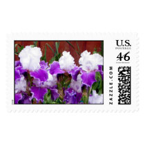 Purple and White Irises Postage