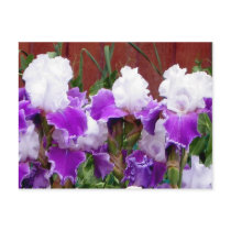 Purple and White Irises postcards