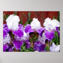 Purple and White Irises Posters