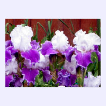 Purple and White Irises posters