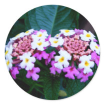 Purple and White Lantana stickers by princessklb07 Purple and White Lantana stickers