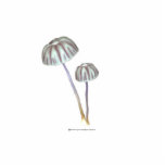 Purple and White Mushrooms with Daisies Cut Out