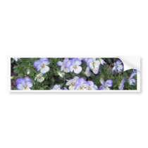 Purple and White Pansies bumper stickers