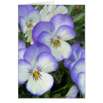 Purple and White Pansies cards