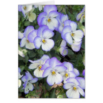 Purple and White Pansies cards