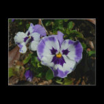 Purple and White Pansies Postcard