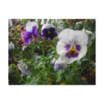 purple and white pansies postcard