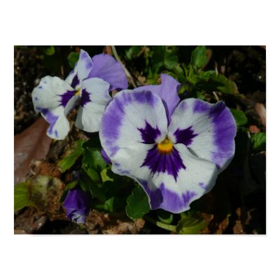wallpaper purple and white. Purple and White Pansies Print