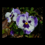 Purple and White Pansies Print