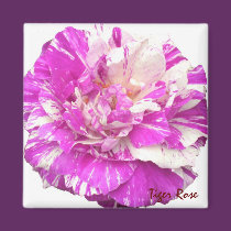 Purple and White Rose Magnet magnets