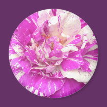 Purple and White Rose Magnet magnets