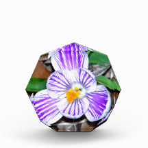 Purple and White Striped Crocus Award