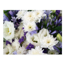 Purple and Whites Postcard