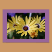 Purple and Yellow Daisies posters
