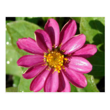 Purple and Yellow Flower Post Card