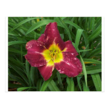 Purple and yellow flower post cards