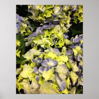 Purple And Yellow Hydrangea Flower Floral Print