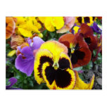 Purple and Yellow Pansy Flowers Postcards