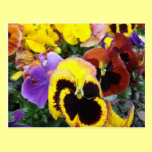Purple and Yellow Pansy Flowers postcards