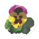 Purple and Yellow Pansy stickers