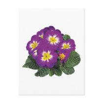 Purple and Yellow Primroses postcards