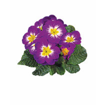 Purple and Yellow Primroses t-shirts by SusanSavad Purple and Yellow Primroses t-shirts
