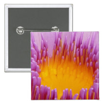 Purple and Yellow Water Lily Abstract Art Buttons