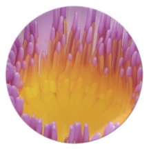 Purple and Yellow Water Lily Flower Blossom Party Plate