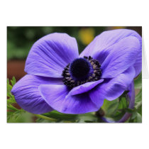 Purple Anemone Greeting Cards