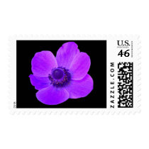 Purple Anemone Flower US Postage Stamp