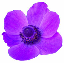 Purple Anemone Photo Sculpture