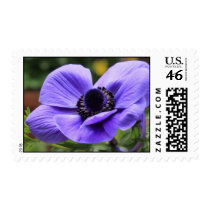 Purple Anemone Postage Stamp