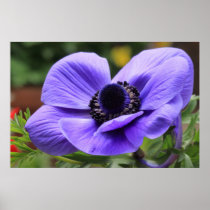 Purple Anemone Print
