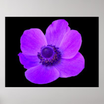 Purple Anemone Print