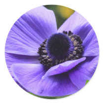 Purple Anemone Sticker