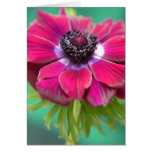 purple anenome card