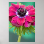 purple anenome poster
