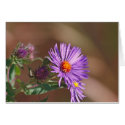 Purple Aster card