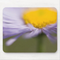 Purple Aster • Mousepad