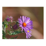 purple, aster