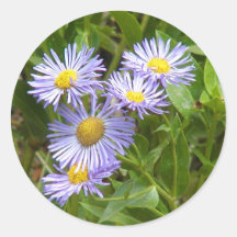 Purple Aster Round Stickers