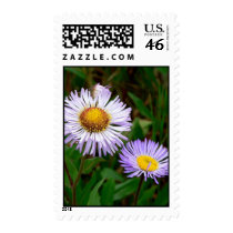 Purple Asters postage