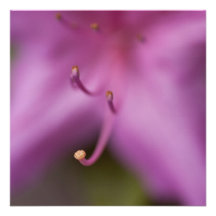 Purple Azalea Announcements