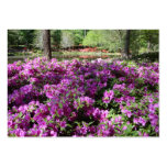 azaleas, azalea, purple flower, purple flowers,