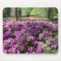 Purple Azaleas Flowers